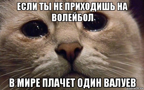 если ты не приходишь на волейбол в мире плачет один валуев, Мем   В мире грустит один котик