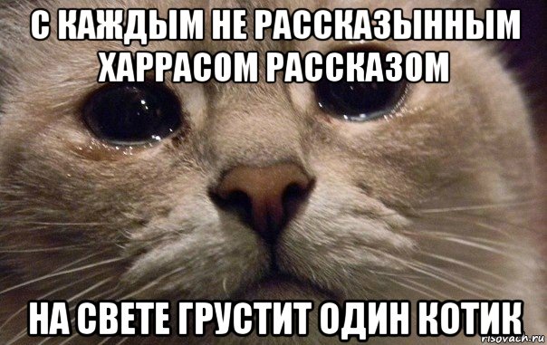 с каждым не рассказынным харрасом рассказом на свете грустит один котик, Мем   В мире грустит один котик