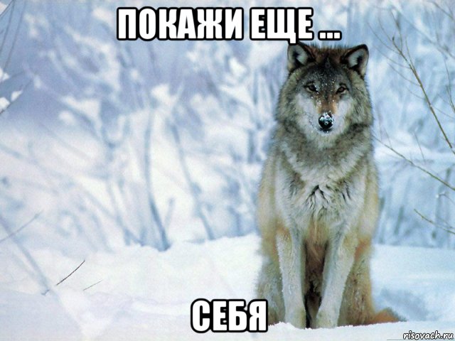покажи еще ... себя, Мем Волк