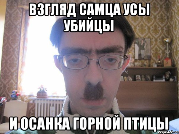 Взгляд самца Усы убийцы И осанка горной птицы