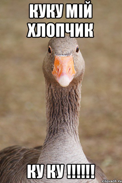 куку мій хлопчик ку ку !!!!!!, Мем WAT ШТО