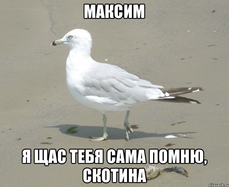 Максим Я щас тебя сама помню, скотина