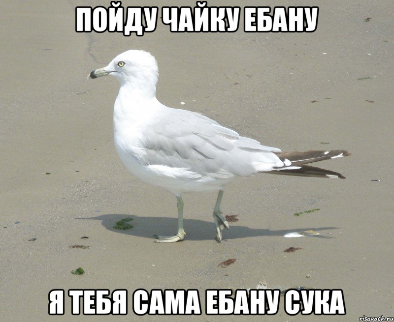 пойду чайку ебану Я ТЕБЯ САМА ЕБАНУ СУКА