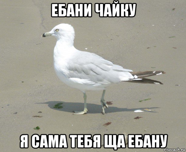 ебани чайку я сама тебя ща ебану