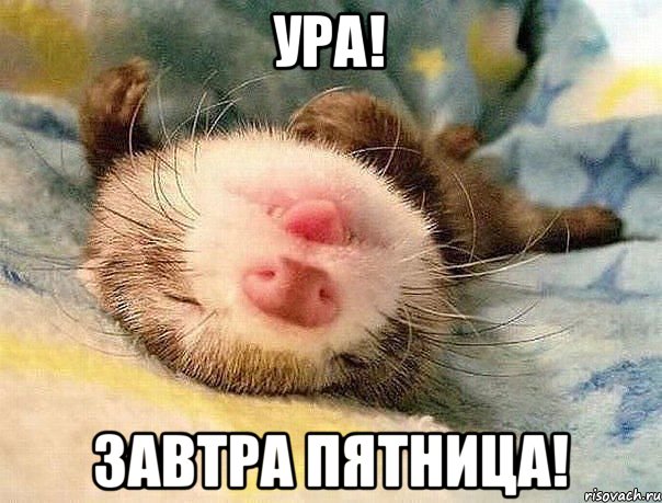 Ура! завтра пятница!, Мем завтра пятница