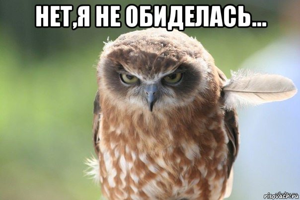 злая сова картинки онлайн злая сова картинки