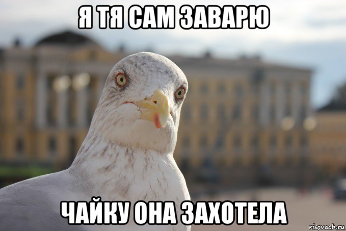 я тя сам заварю чайку она захотела, Мем chayka