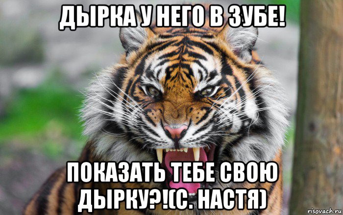 дырка у него в зубе! показать тебе свою дырку?!(с. настя), Мем ДЕРЗКИЙ ТИГР