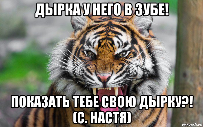 дырка у него в зубе! показать тебе свою дырку?! (с. настя), Мем ДЕРЗКИЙ ТИГР