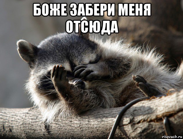 боже забери меня отсюда , Мем Енот фейс спам