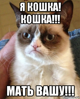 я кошка! кошка!!! мать вашу!!!, Мем Grumpy Cat small