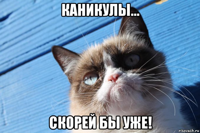 каникулы... скорей бы уже!, Мем  grumpy cat