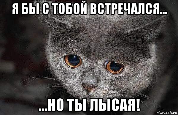 я бы с тобой встречался... ...но ты лысая!, Мем  Грустный кот