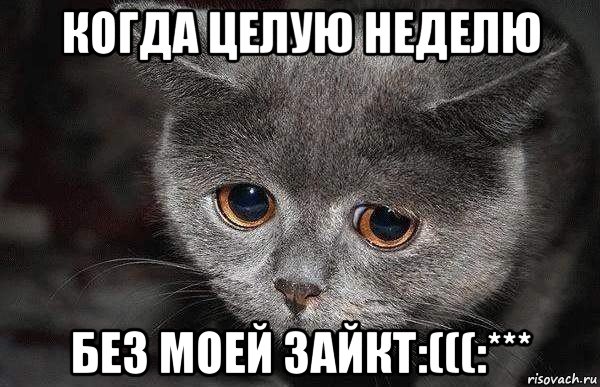 когда целую неделю без моей зайкт:(((:***, Мем  Грустный кот