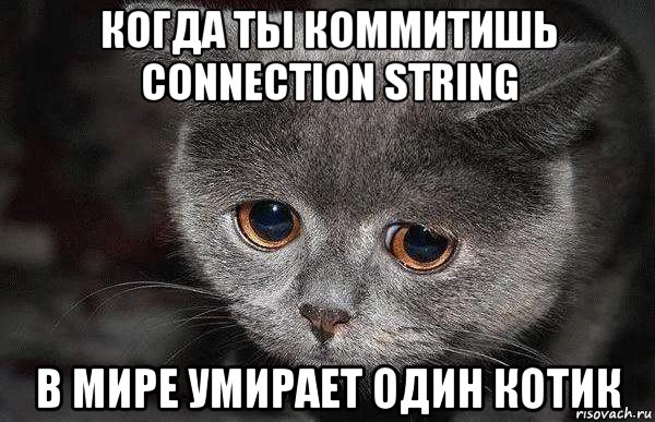 когда ты коммитишь connection string в мире умирает один котик, Мем  Грустный кот