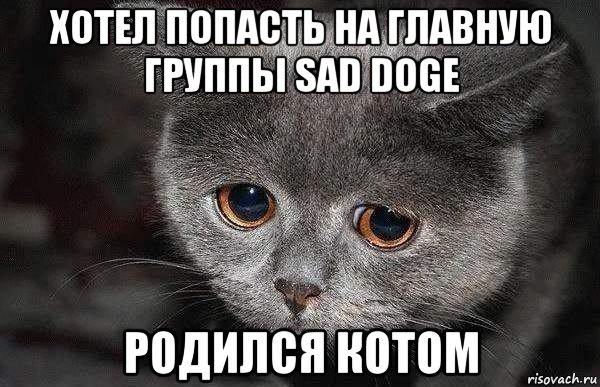 хотел попасть на главную группы sad doge родился котом, Мем  Грустный кот