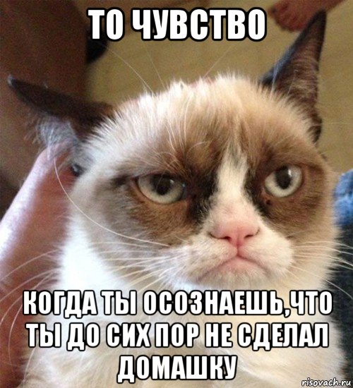 то чувство когда ты осознаешь,что ты до сих пор не сделал домашку, Мем Грустный (сварливый) кот