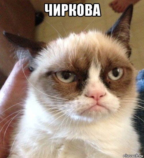 чиркова , Мем Грустный (сварливый) кот
