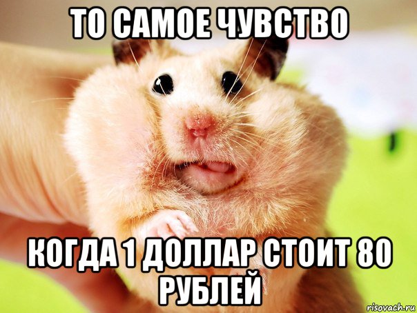 то самое чувство когда 1 доллар стоит 80 рублей, Мем хомяк