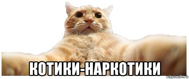  котики-наркотики, Мем   Кэтсвилл