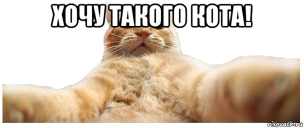 хочу такого кота! , Мем   Кэтсвилл