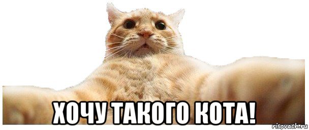  хочу такого кота!, Мем   Кэтсвилл