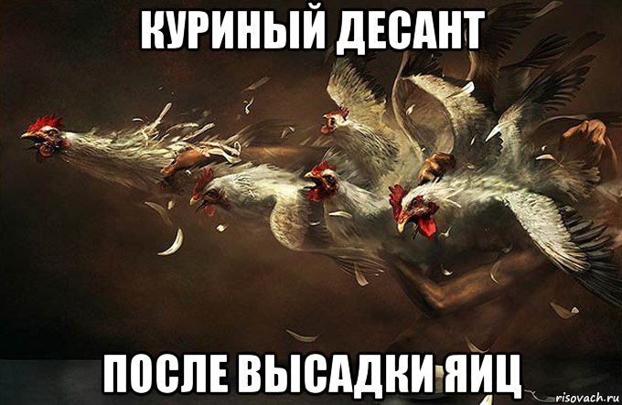 куриный десант после высадки яиц, Мем Кококо