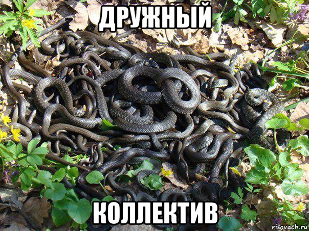 дружный коллектив, Мем Коллектив