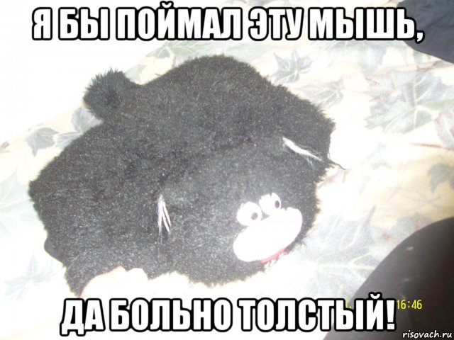 я бы поймал эту мышь, да больно толстый!, Мем Кот Пицца