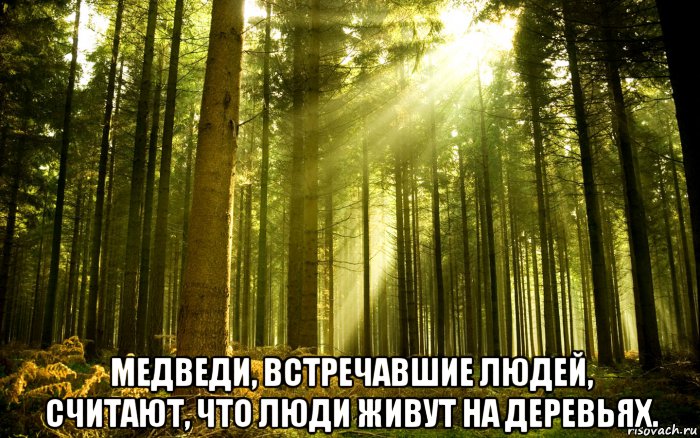  медведи, встречавшие людей, считают, что люди живут на деревьях., Мем Лес