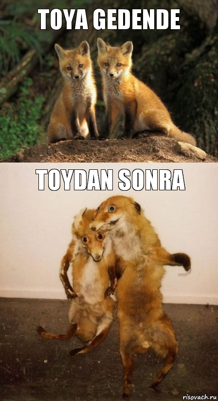 Toya gedende toydan sonra, Комикс Лисицы