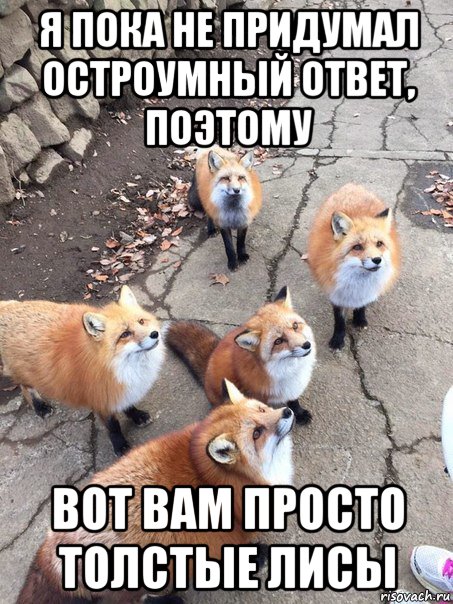 я пока не придумал остроумный ответ, поэтому вот вам просто толстые лисы, Мем Лисы