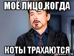 моё лицо,когда коты трахаются