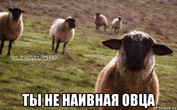  ты не наивная овца, Мем  Наивная Овца