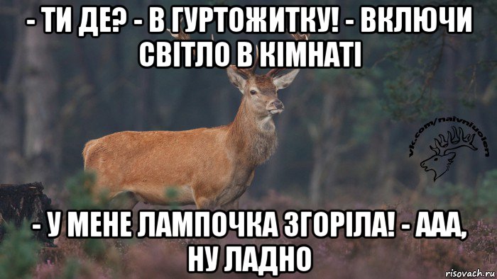 - ти де? - в гуртожитку! - включи світло в кімнаті - у мене лампочка згоріла! - ааа, ну ладно, Мем Наивный олень v3