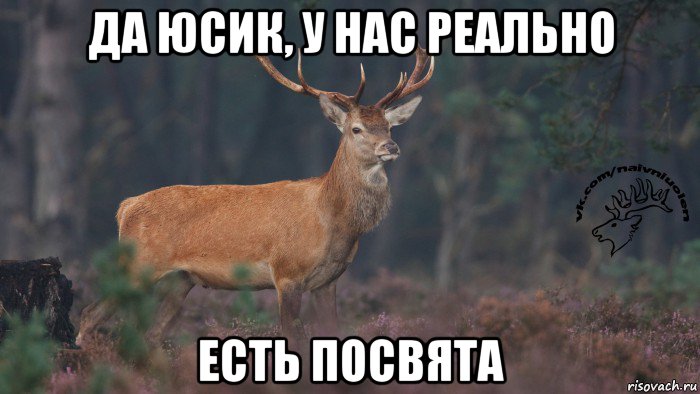 да юсик, у нас реально есть посвята, Мем Наивный олень v3