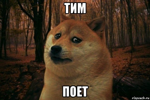 тим поет, Мем SAD DOGE