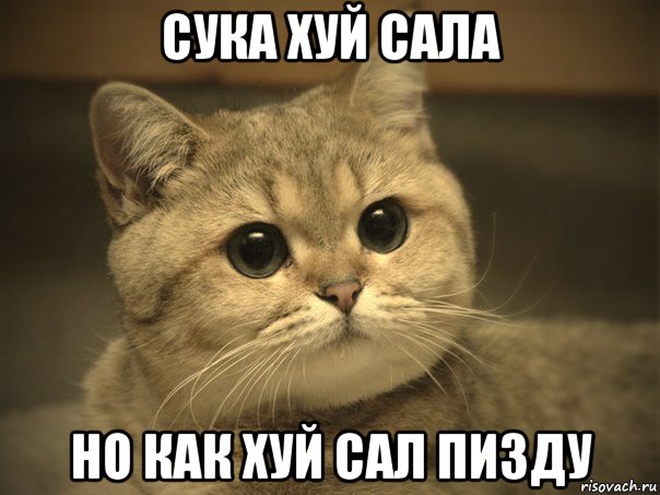 сука хуй сала но как хуй сал пизду, Мем Пидрила ебаная котик