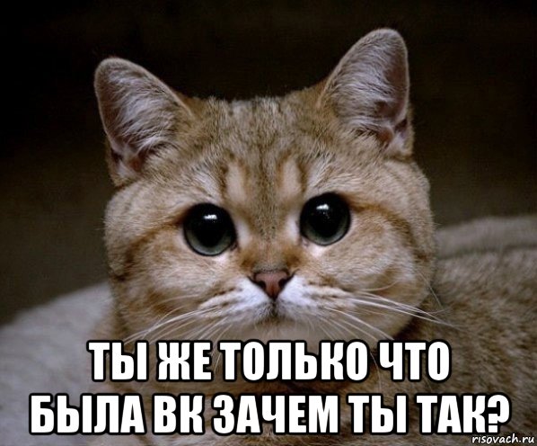  ты же только что была вк зачем ты так?, Мем Пидрила Ебаная