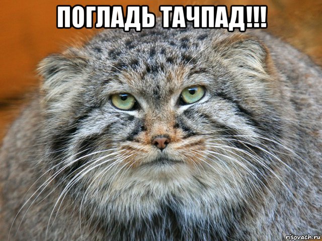 погладь тачпад!!! 