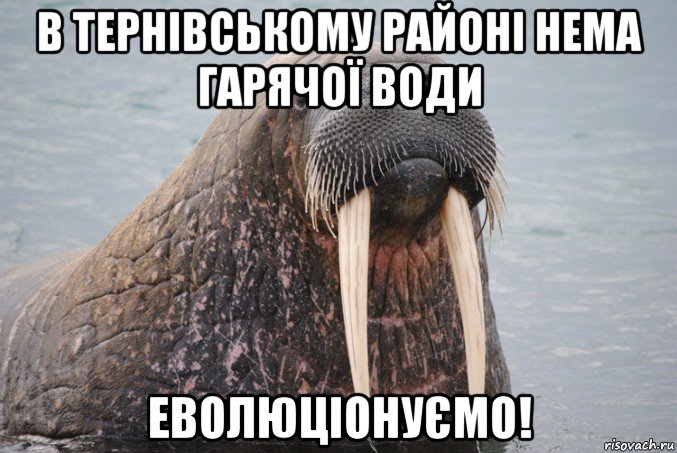 в тернівському районі нема гарячої води еволюціонуємо!, Мем Портрейт морж
