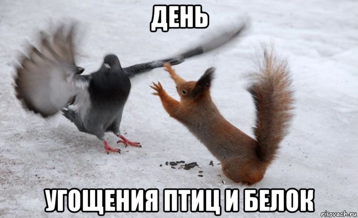 день угощения птиц и белок
