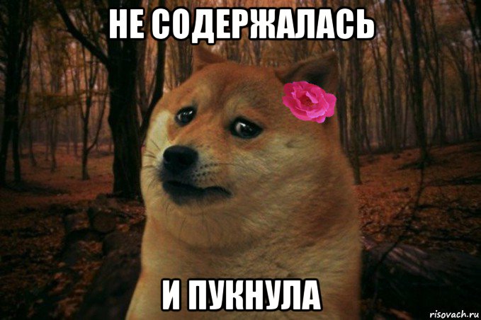 не содержалась и пукнула, Мем  SAD DOGE GIRL