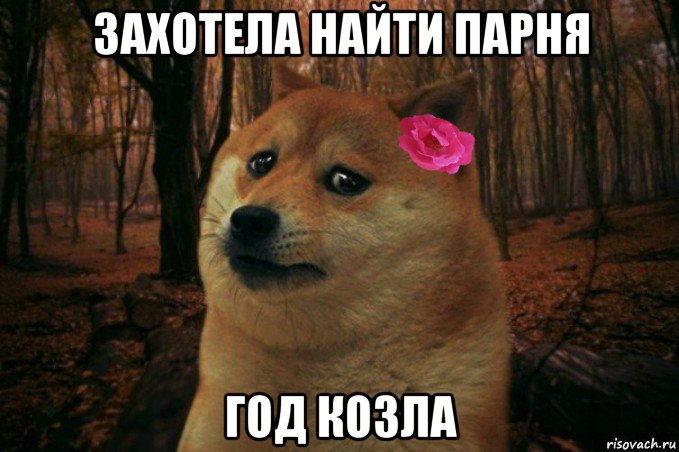 захотела найти парня год козла, Мем  SAD DOGE GIRL