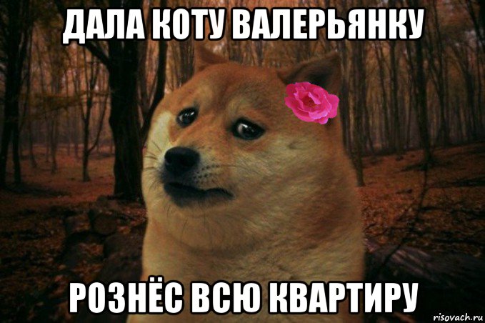 дала коту валерьянку рознёс всю квартиру, Мем  SAD DOGE GIRL