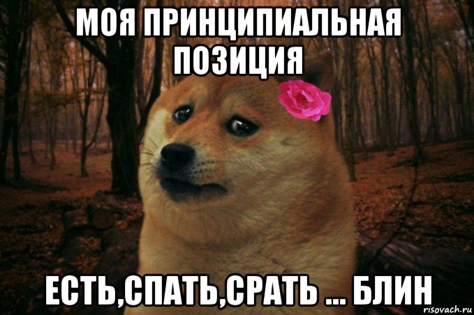 моя принципиальная позиция есть,спать,срать ... блин, Мем  SAD DOGE GIRL