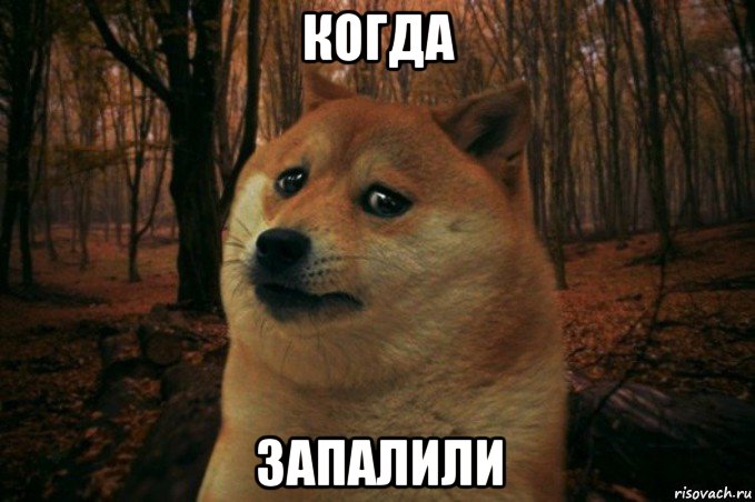 когда запалили, Мем SAD DOGE