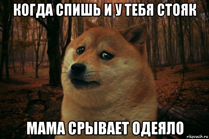 когда спишь и у тебя стояк мама срывает одеяло, Мем SAD DOGE