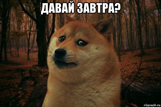 давай завтра? , Мем SAD DOGE