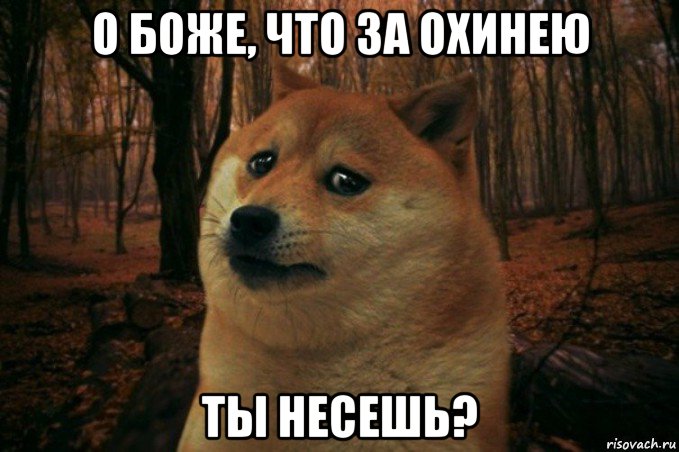 о боже, что за охинею ты несешь?, Мем SAD DOGE